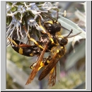 Cerceris rybyensis - Knotenwespe 03 Paarung.jpg